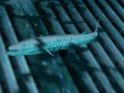 Barracuda.jpg